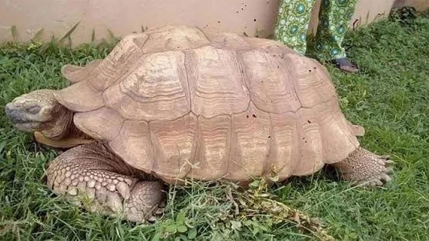Afrika'nın en yaşlı kaplumbağası öldü