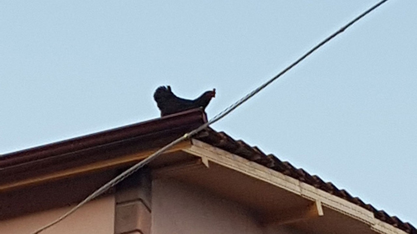 Karabük'te tavuk uçtu