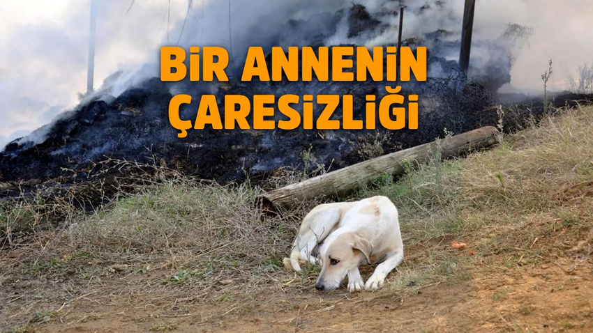 Yavrularını böyle bekledi