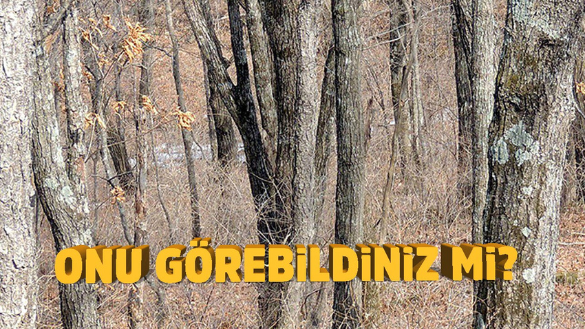 Bu fotoğrafta dünyanın en büyük ve en nadir kedisi var