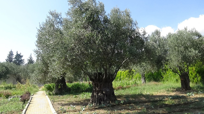 810 yıllık zeytin ağacı ilgi odağı oldu