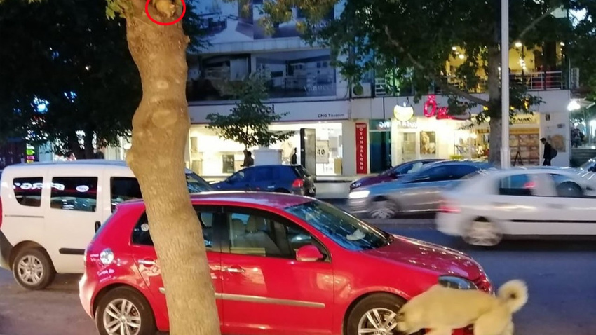 İki saat boyunca ağaçtan inemedi