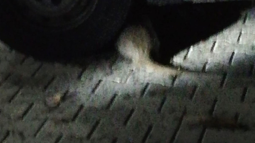 Tekirdağ'da ilk kez görüldü!.. 'Bu nasıl bir şey yahu'