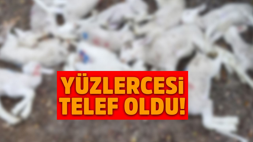 Köyde esrarengiz olay!