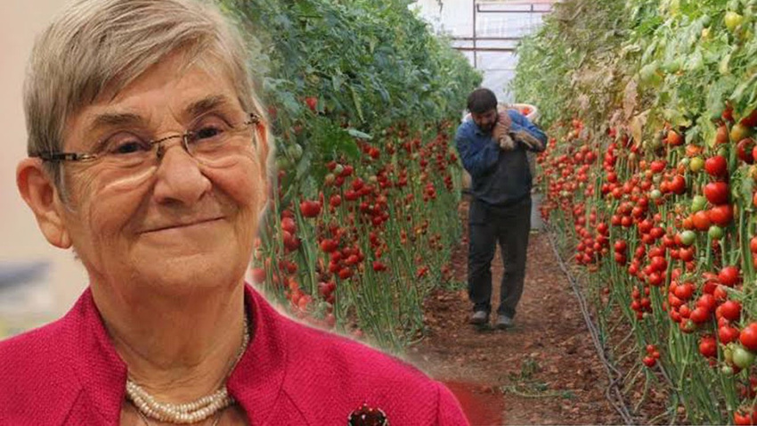 Karatay'ın sözleri domatesçileri ayağa kaldırdı
