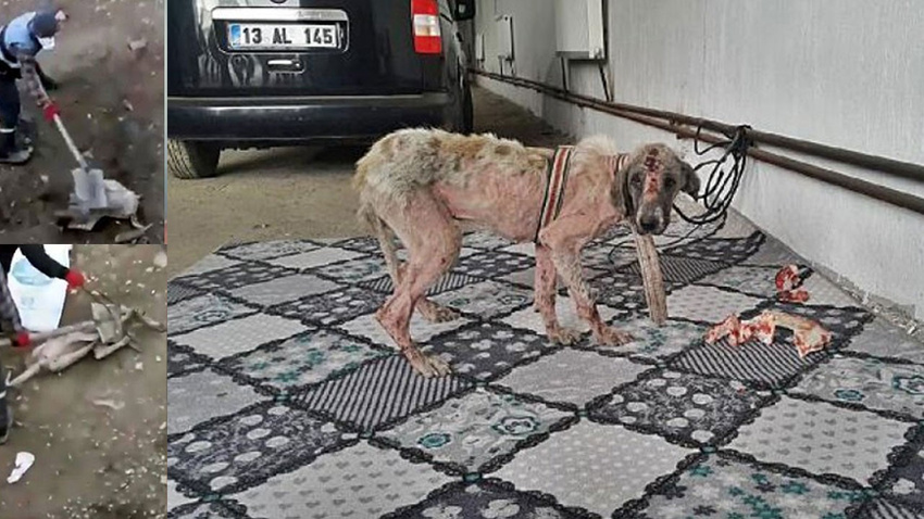 Eziyet edilen o köpek bu halde bulundu