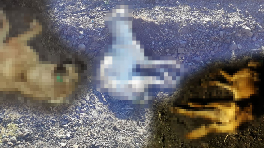 Yer: Adıyaman... Vicdanları sızlatan olay!.. Hepsi bir bir öldü!