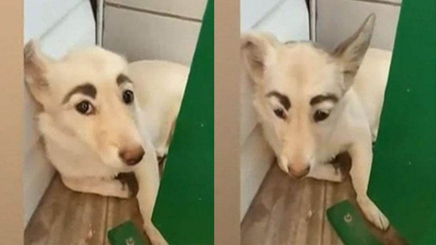 İnsan yüzlü köpek sosyal medyayı salladı