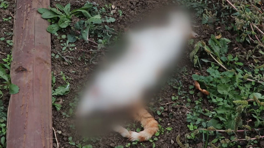İnsanlık dışı olayın adresi Bolu!.. 4 bacağı da koparılmış halde bulundu!