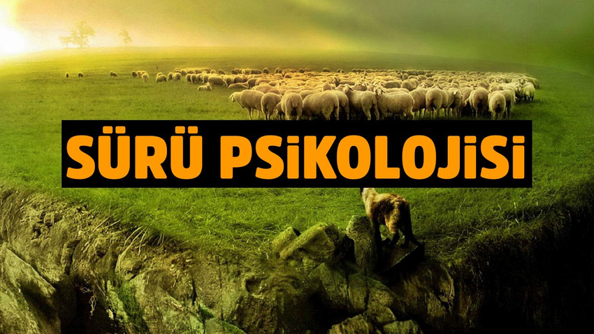315 koyun telef oldu!