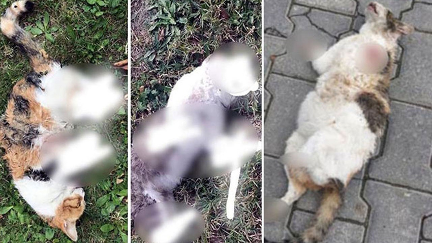 Bolu'da neler oluyor? Vahşetin sayısı 6'ya yükseldi!