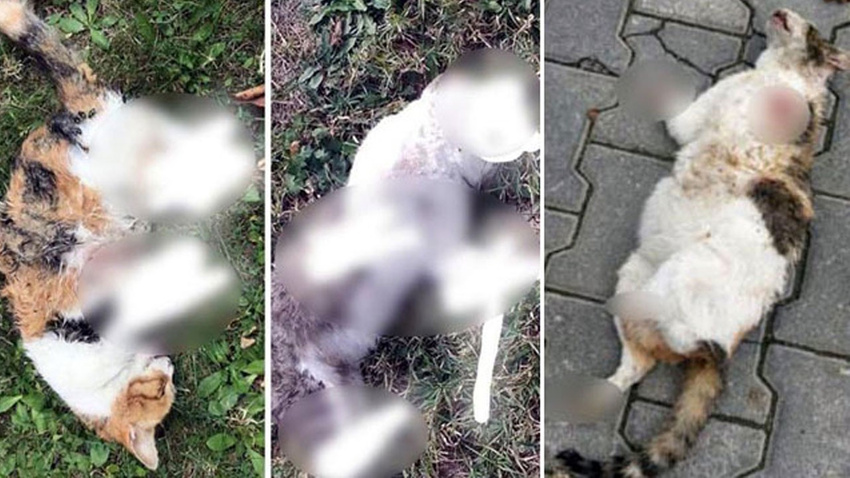 Bolu'daki vahşetin sebebi ortaya çıktı!
