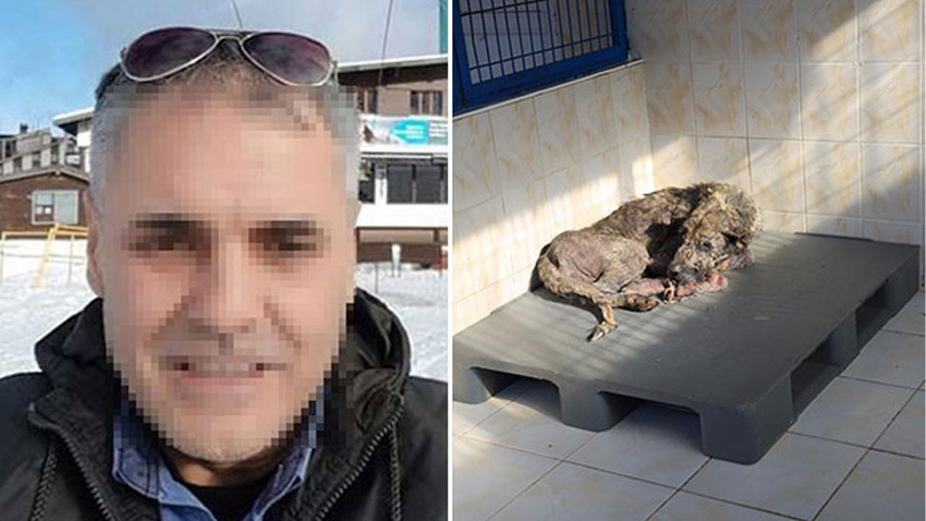 Hayvan düşmanı belediye çalışanı gözaltına alındı