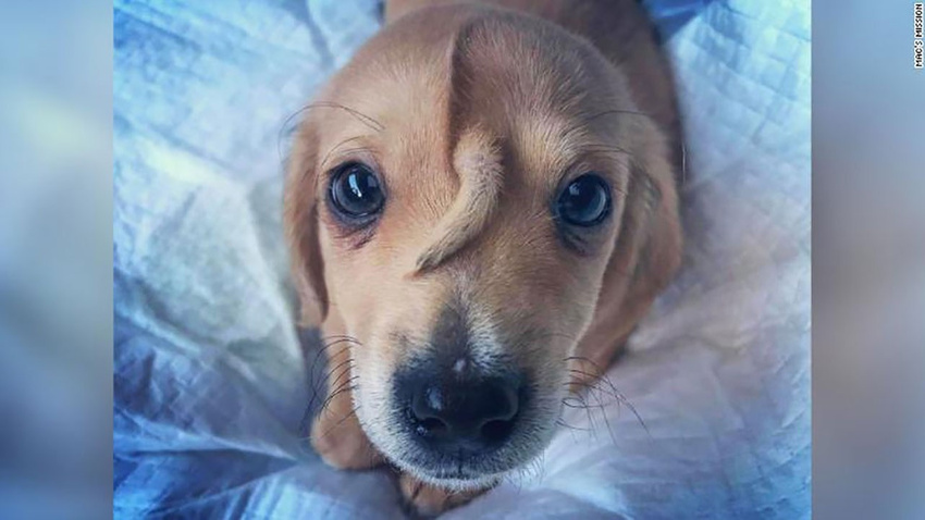 10 aylık köpeğin alnında kuyruk çıktı
