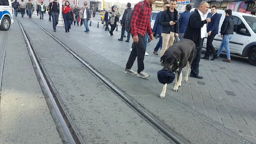 Taksim'deki köpek yine ısırdı