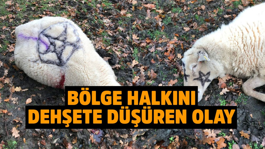 Şeytana tapanlar koyunları katletti