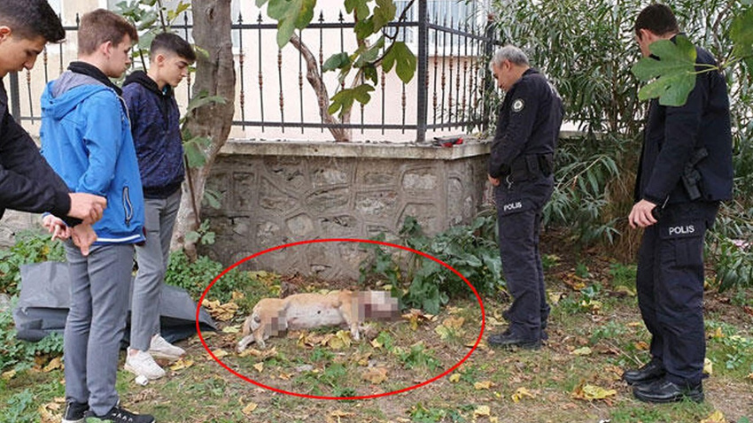 Okul bahçesinde, boğazı kesilmiş köpek ölüsü bulundu