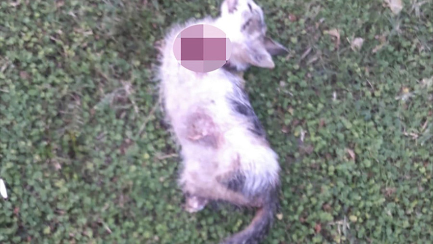 Vahşet bitmiyor! 4 bacağı kesilmiş kedi ölüsü bulundu