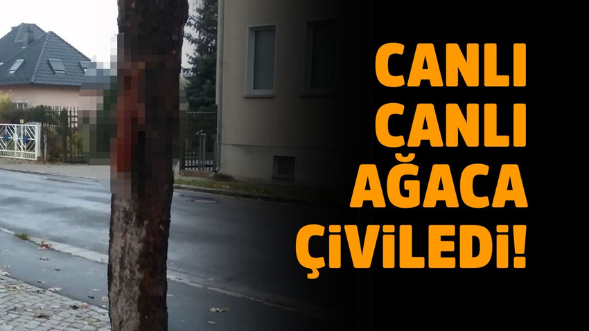 Canlı canlı ağaca çiviledi