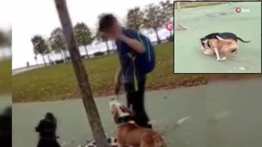 İstanbul'da vahşet! Kediyi köpeklere parçalattı