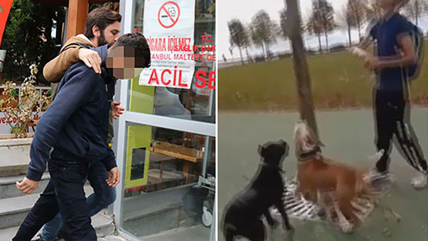 Köpeklerine kedi parçalatanların cezası belli oldu