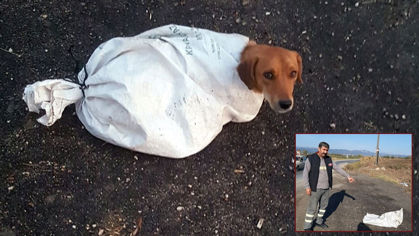 Hamile köpeği çuvala koyup yola attılar