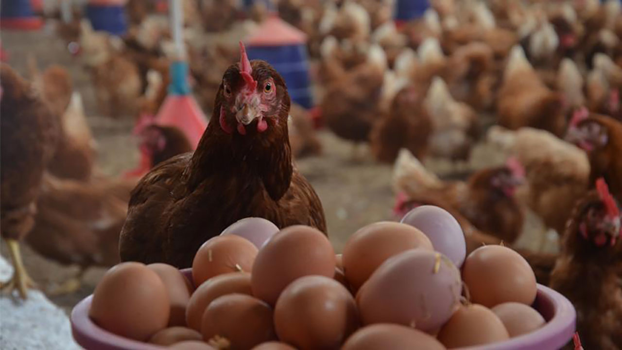 Yumurta fiyatlarında ‘sosyal medya grubu’ iddiası