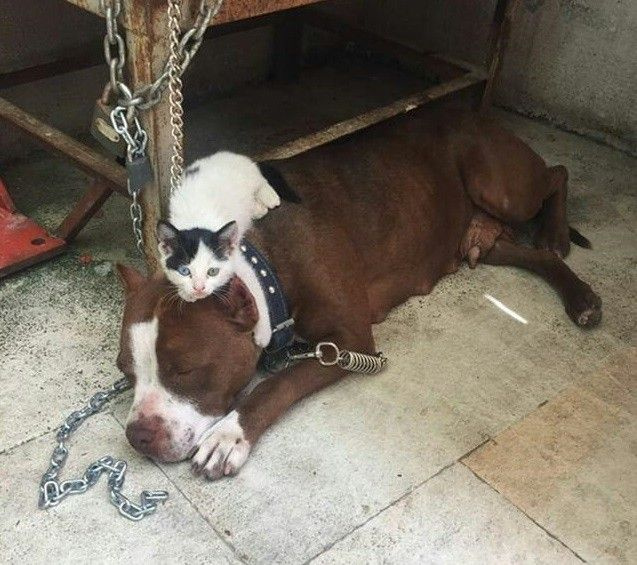 Pitbul yavru kediyi sahiplendi - Sayfa 1