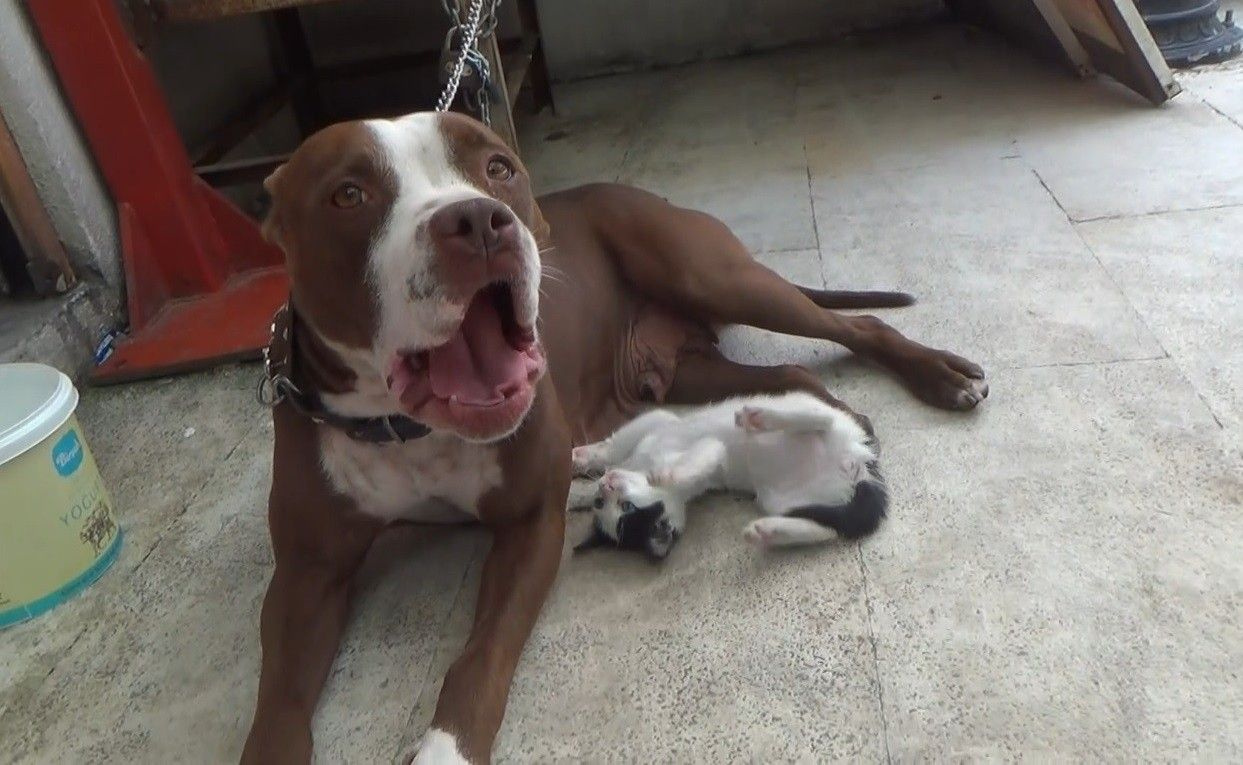 Pitbul yavru kediyi sahiplendi - Sayfa 2