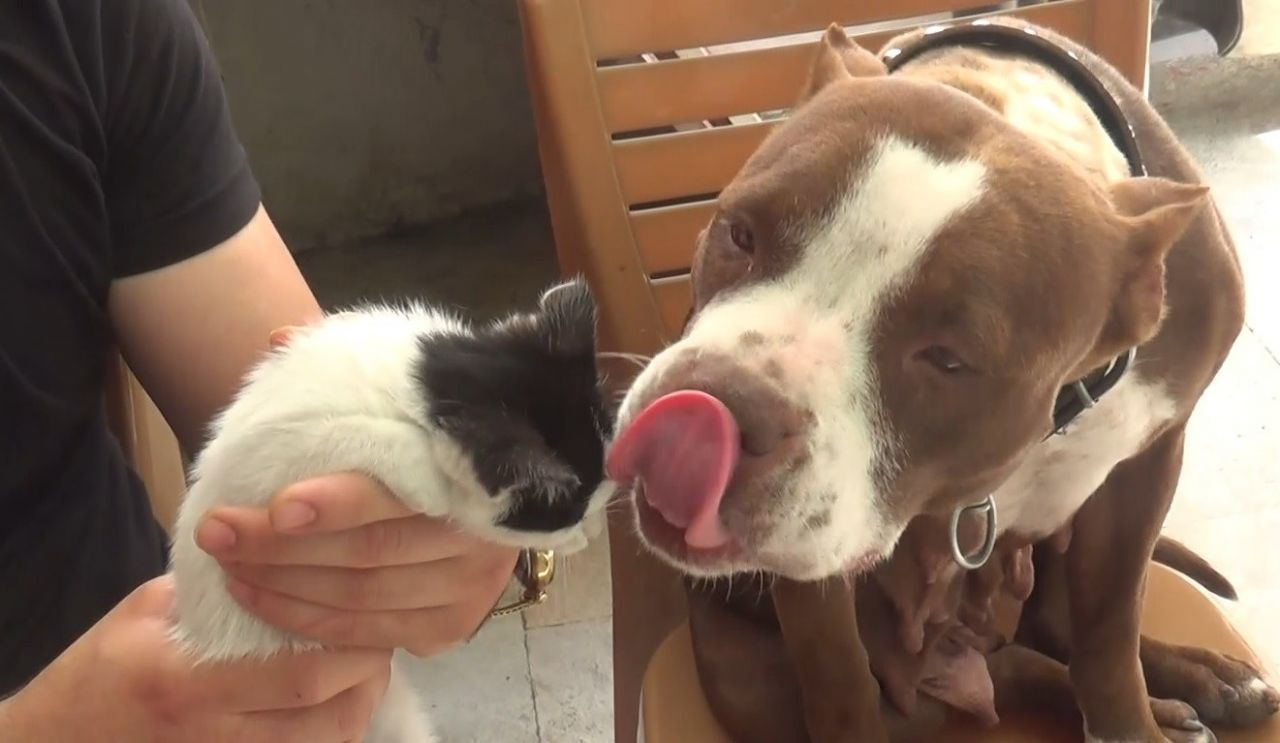 Pitbul yavru kediyi sahiplendi - Sayfa 3