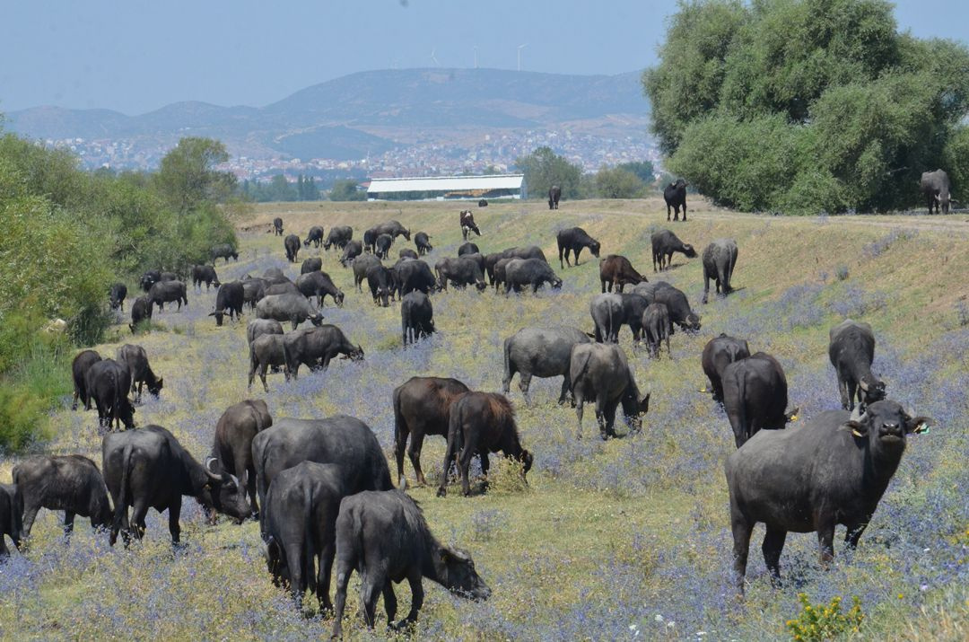 Afrika değil Balıkesir!.. Günün yarısını böyle geçiriyorlar! - Sayfa 3