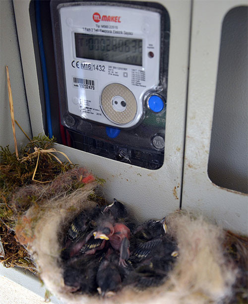 Yedi yavru uçana kadar elektrikler kapalı kalacak.
