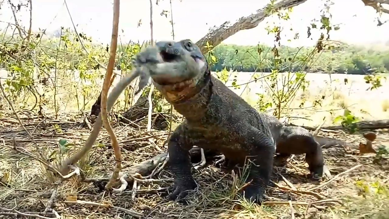Canlı maymunu lokma lokma yedi - Sayfa 4