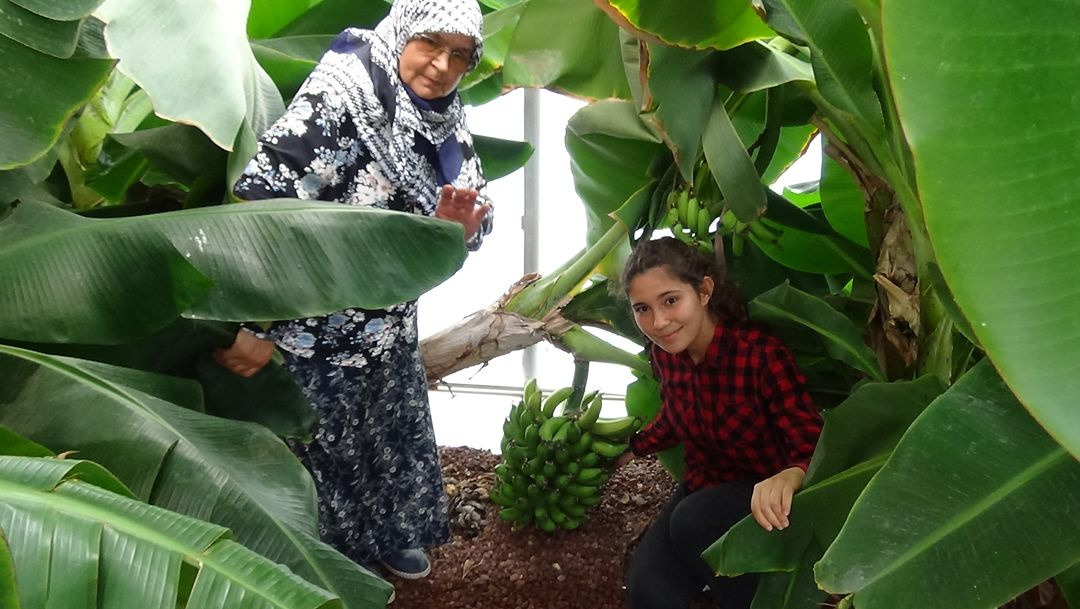 Saksıda yetiştirmeye başladı... Bu sene hedefi 1 ton! - Sayfa 1