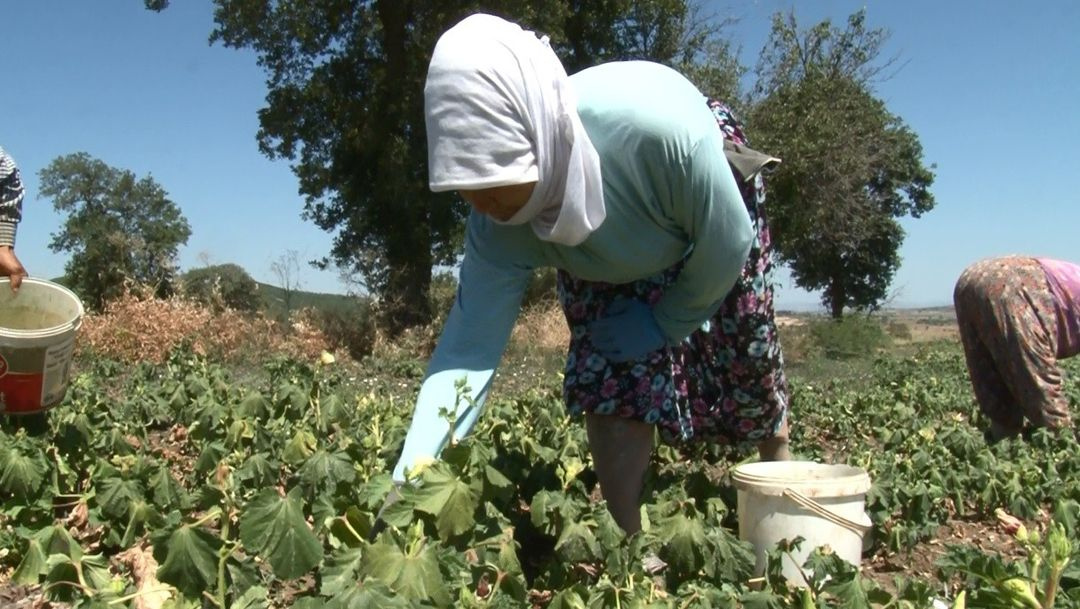 Balıkesir'deki çiftçiler isyanda!.. Tarlada 4, pazarda 16, manavda 20 TL - Sayfa 1