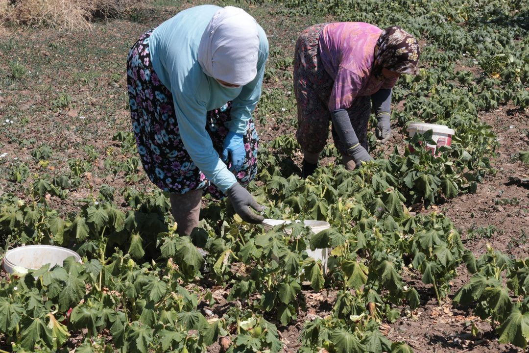 Balıkesir'deki çiftçiler isyanda!.. Tarlada 4, pazarda 16, manavda 20 TL - Sayfa 3