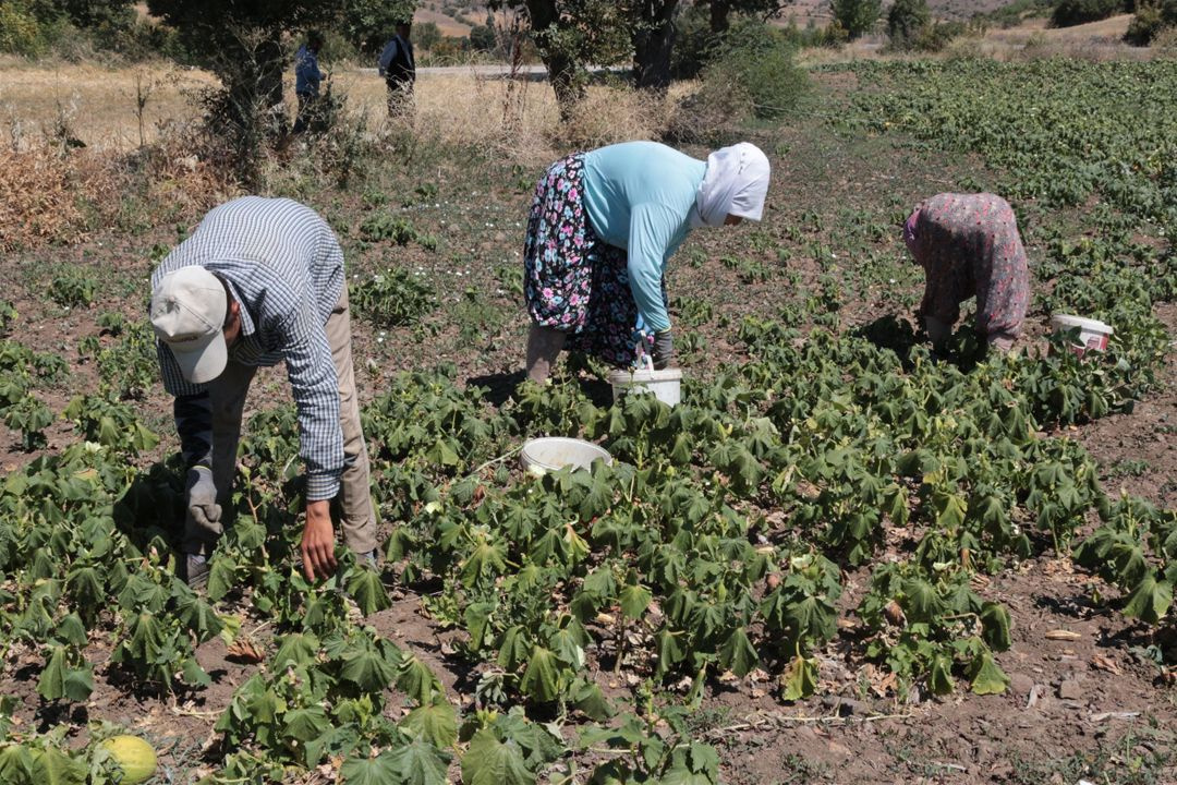 Balıkesir'deki çiftçiler isyanda!.. Tarlada 4, pazarda 16, manavda 20 TL - Sayfa 4