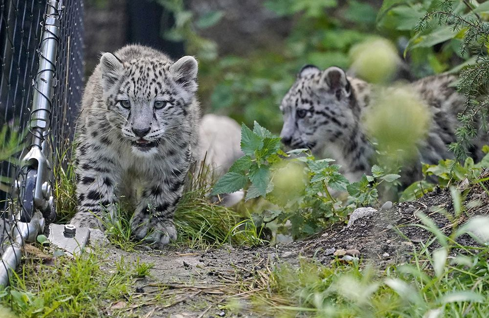 Yavru kar leoparları ilk kez açık alanda! - Sayfa 1