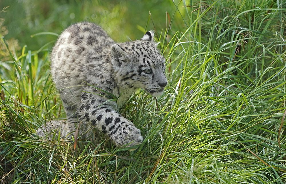 Yavru kar leoparları ilk kez açık alanda! - Sayfa 2