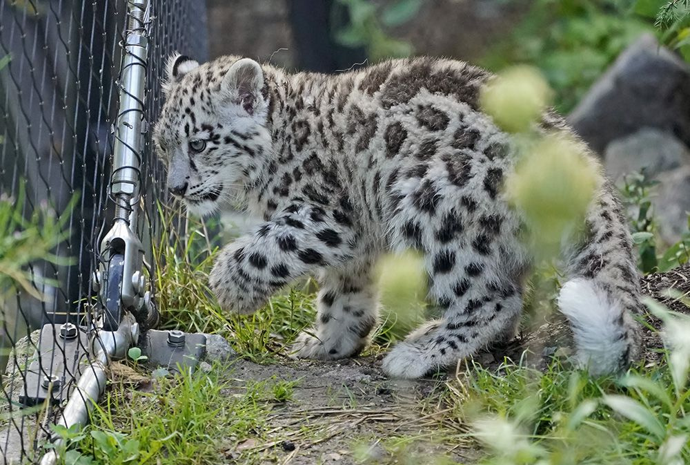 Yavru kar leoparları ilk kez açık alanda! - Sayfa 3