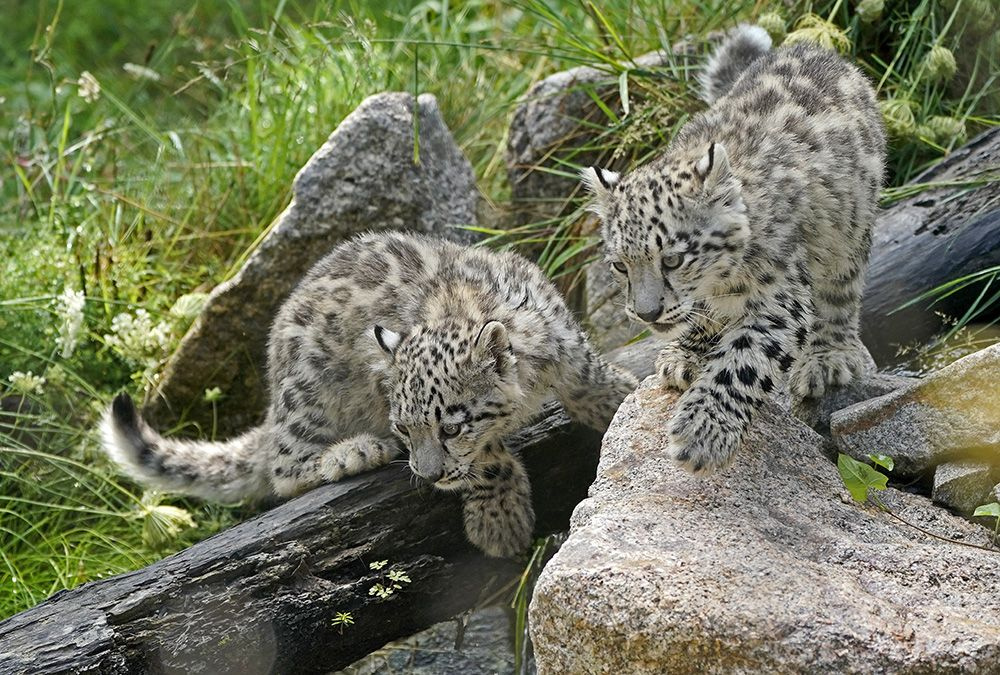 Yavru kar leoparları ilk kez açık alanda! - Sayfa 4
