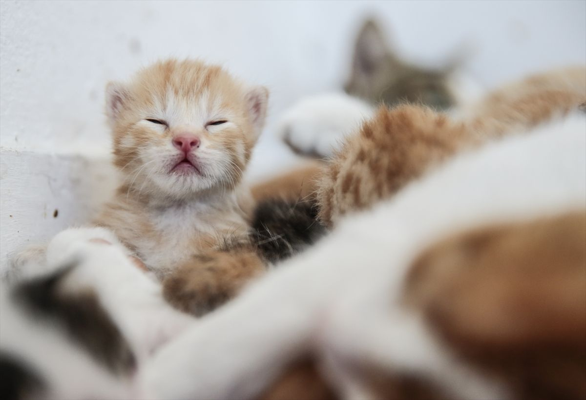 Ofisini yeni doğum yapan kedilere tahsis etti - Sayfa 4