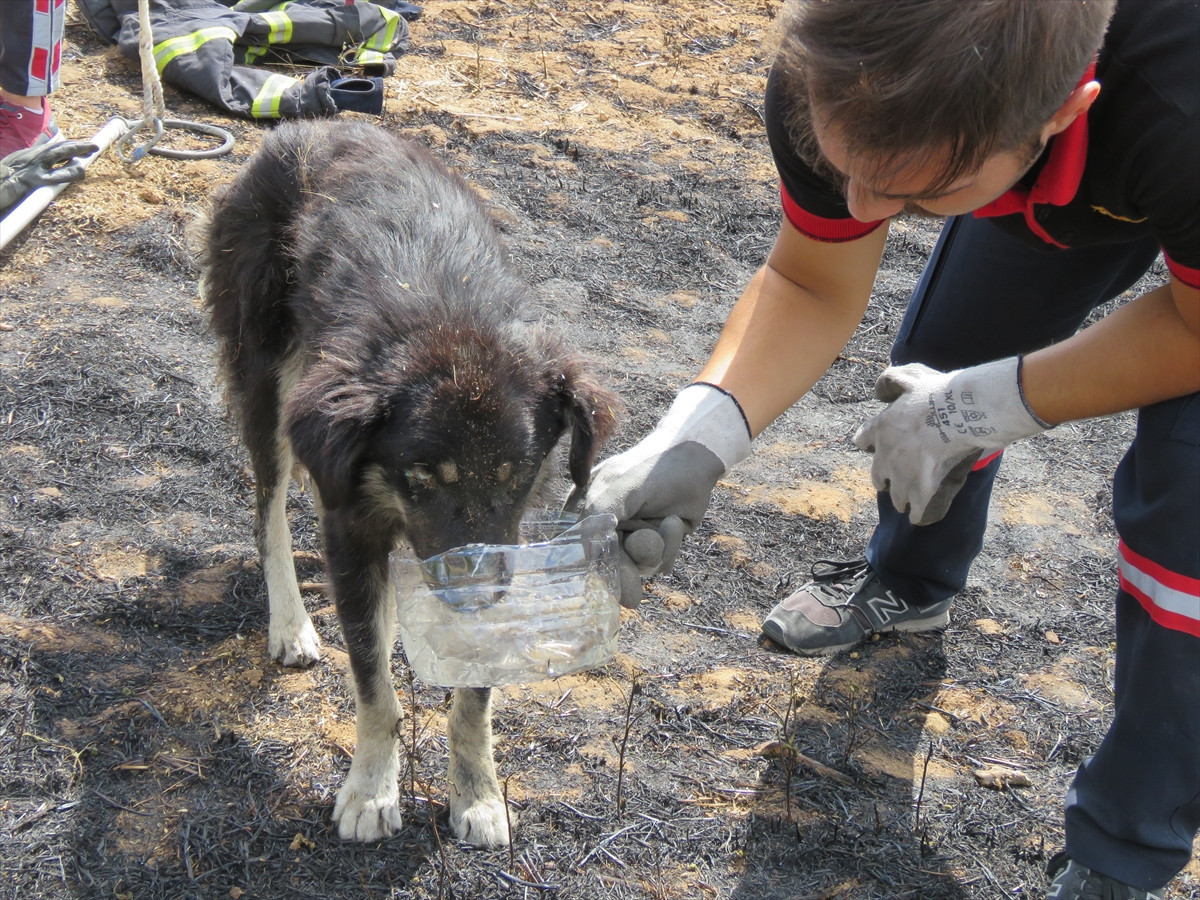 Kuyuya düşen köpek 3 gün sonra fark edildi!