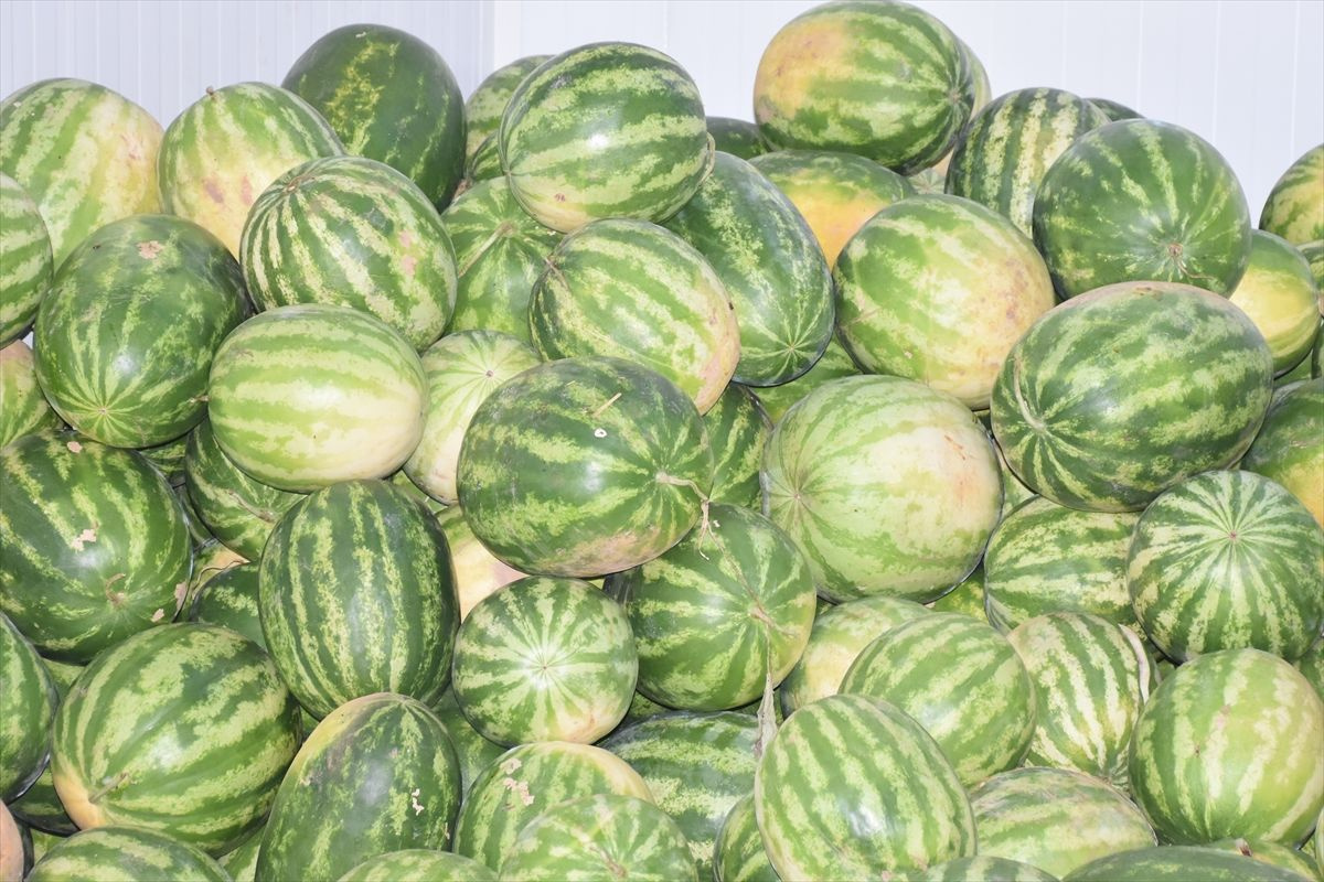 Kavun karpuzu kurutup cips şeklinde ABD ve Avrupa'ya satıyorlar - Sayfa 3