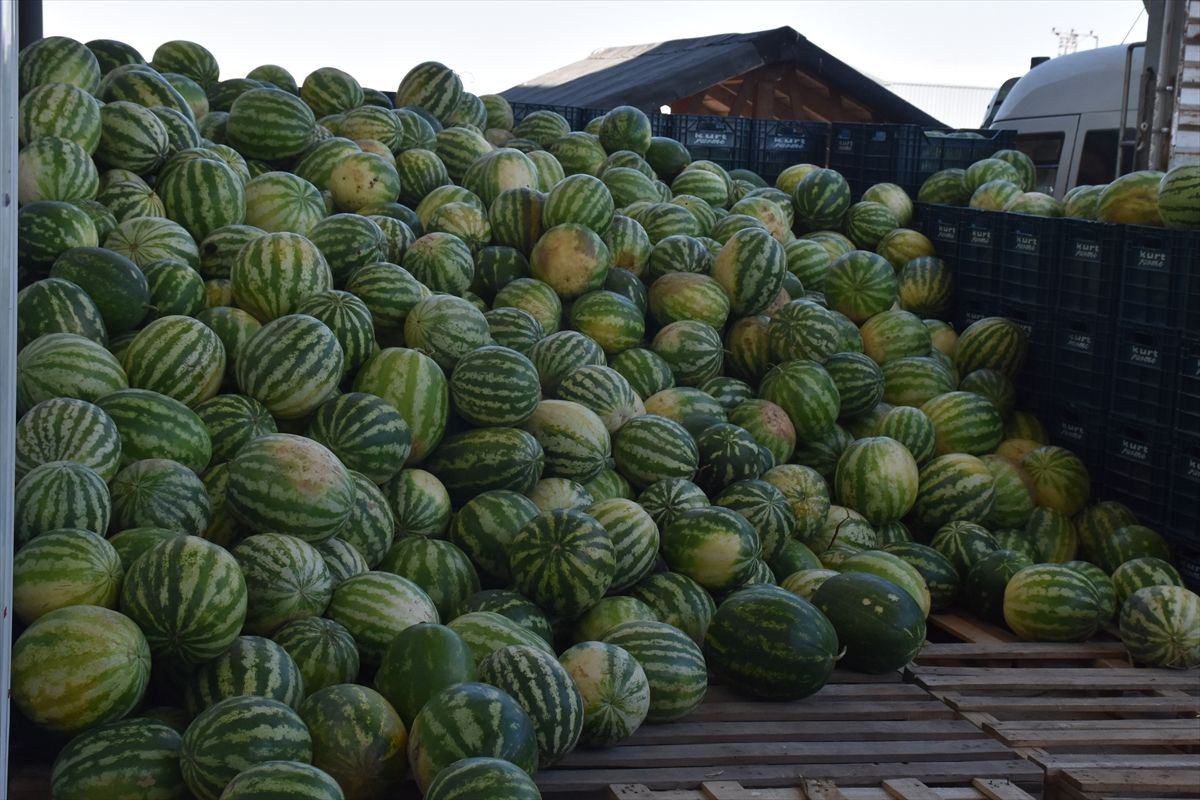 Kavun karpuzu kurutup cips şeklinde ABD ve Avrupa'ya satıyorlar - Sayfa 4