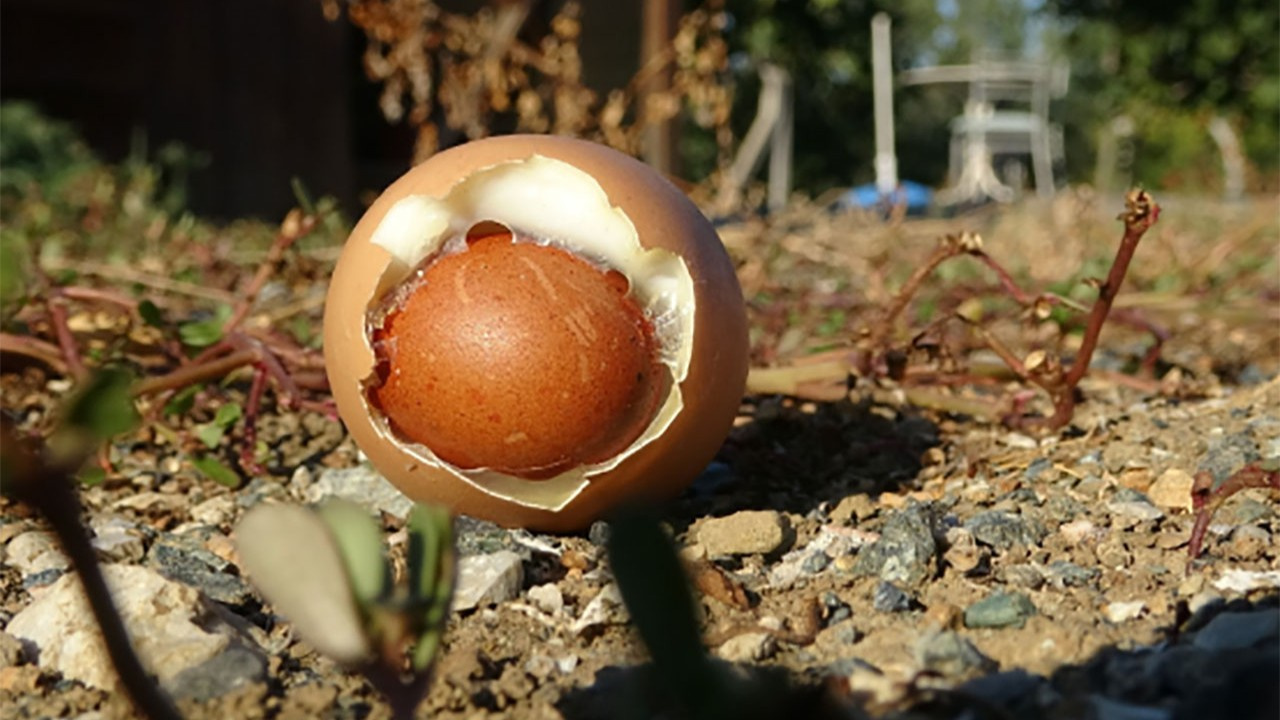 Yumurtanın içinden yumurta çıktı!