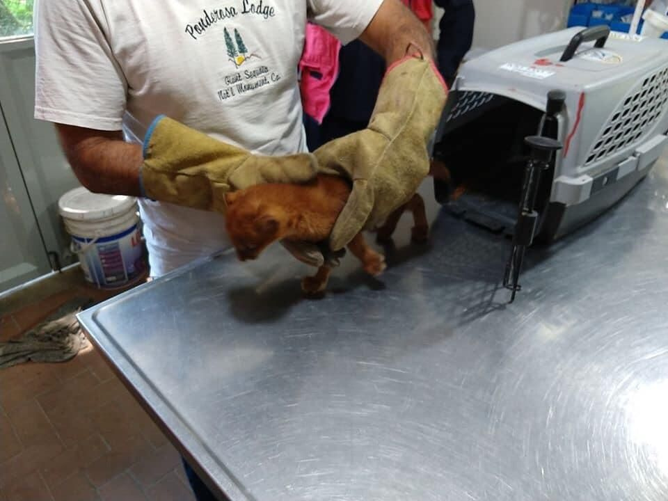 Yavru kedi diye 2 ay evinde besledi - Sayfa 5
