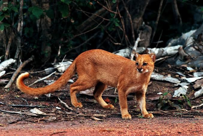Yavru kedi diye 2 ay evinde besledi - Sayfa 6