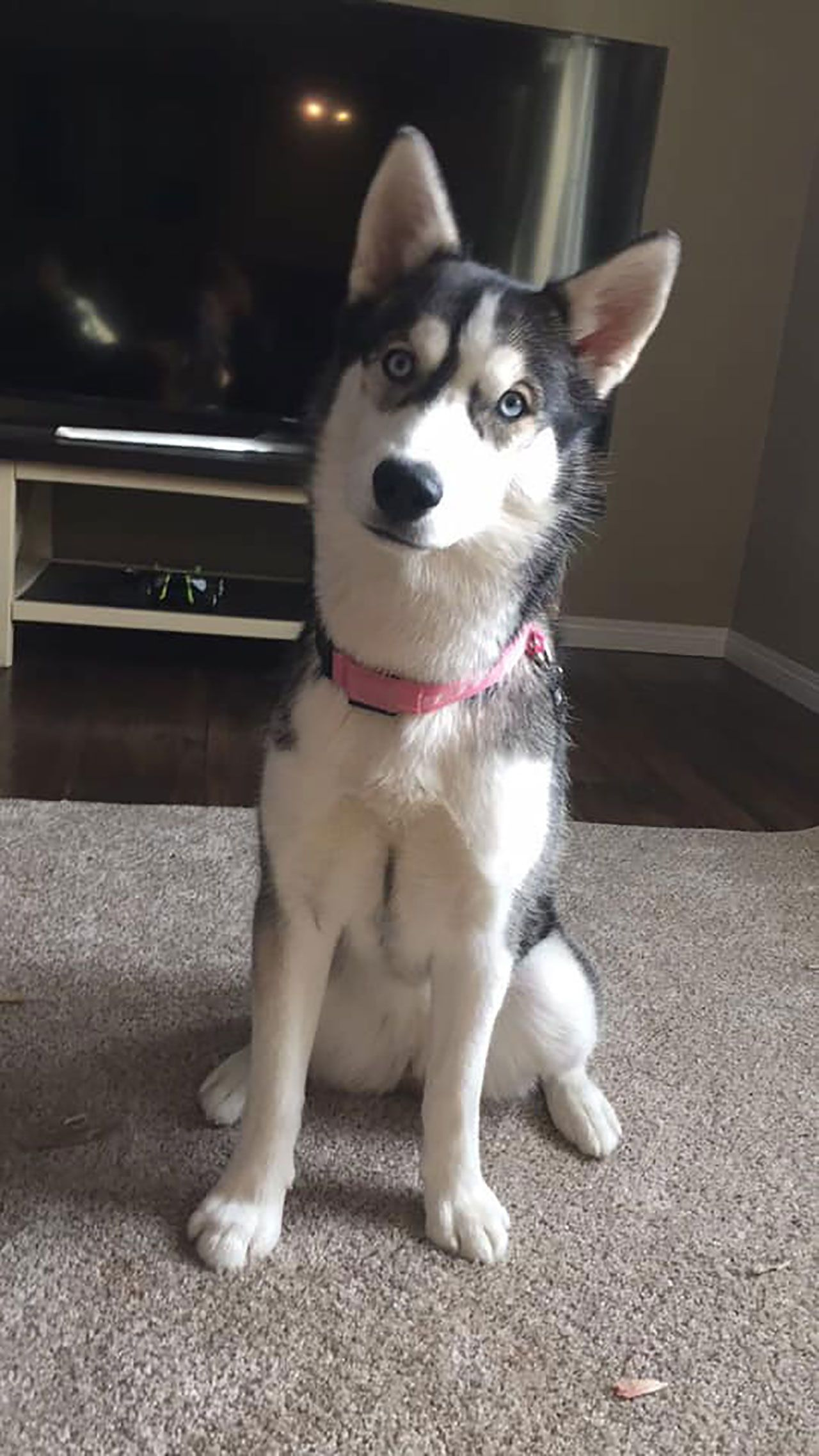 Kayıp köpeği böyle ortaya çıktı - Sayfa 2