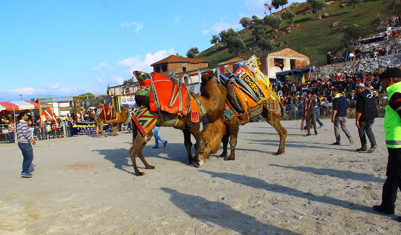 Develer güreşleri protesto etti - Sayfa 3